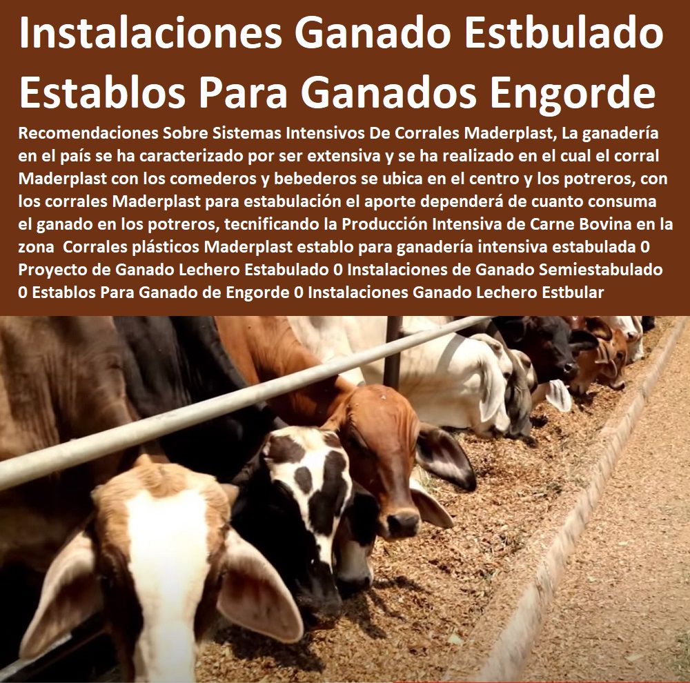 35 GANADERÍAS TECNIFICADAS 0 EXPLOTACIÓN GANADERA AUTOMATIZADA 0 SISTEMAS DE PASTOREO ESTABULADO 0 ESTABULACIÓN DE GANADO 0 Pastoreo Intensivo 0 Establos 0 Corrales 0 Saladeros Para Ganado 0 Comederos Para Ganado 0 Cerramientos 0 Postes Para Cría De Ganado 0 Ganadería Intensiva 0 Ganadería Extensiva Corrales plásticos Maderplast establo para ganadería intensiva estabulada 0 Proyecto de Ganado Lechero Estabulado 0 Instalaciones Para Ganado Semiestabulado 0 Establos Para Ganado de Engorde 0 Ganaderías Tecnificadas, Explotación Ganadera Automatizada, Sistemas de Pastoreo, Estabulación de Ganado, Pastoreo Intensivo, Establos, Corrales, Saladeros, Comederos, Cerramientos, Postes, Instalaciones Ganado Lechero Estabulado Corrales plásticos Maderplast establo para ganadería intensiva estabulada 0 Proyecto de Ganado Lechero Estabulado 0 Instalaciones Para Ganado Semiestabulado 0 Establos Para Ganado de Engorde 0 Instalaciones Ganado Lechero Estabulado 